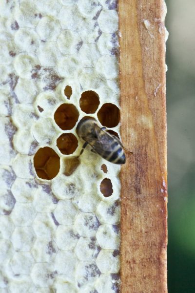 Biene auf verdeckelter Wabe